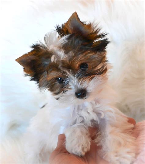 teacup yorkie puppies for sale in tn